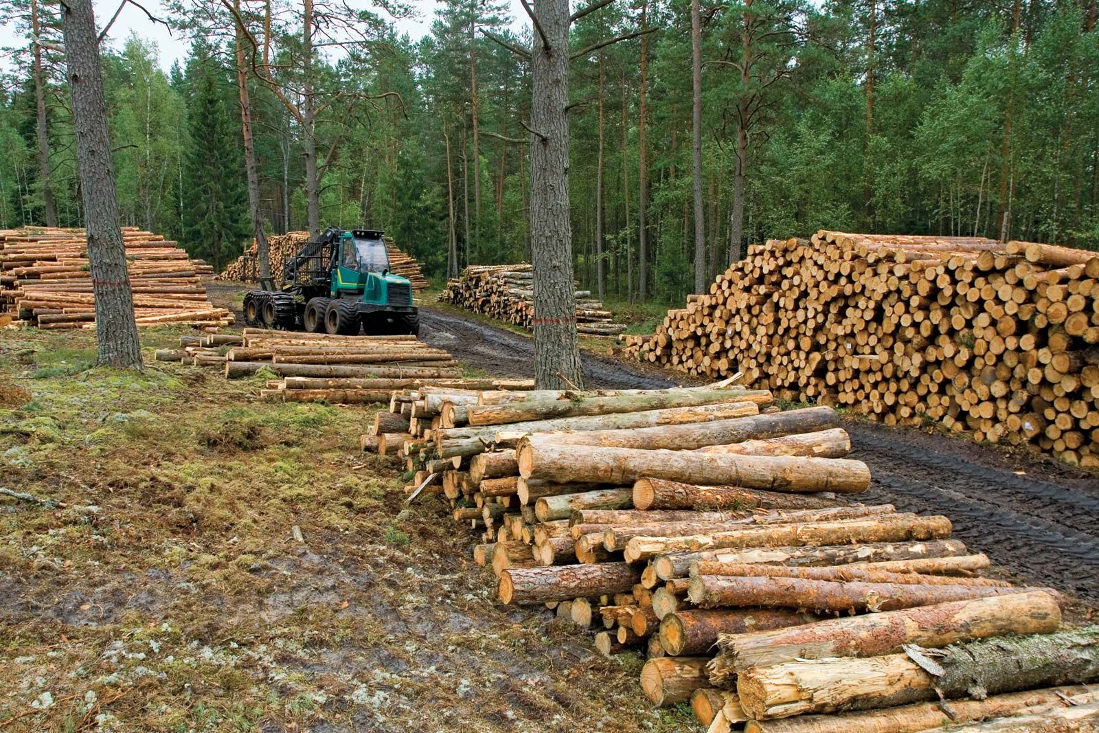 Чому камерне сушіння краще